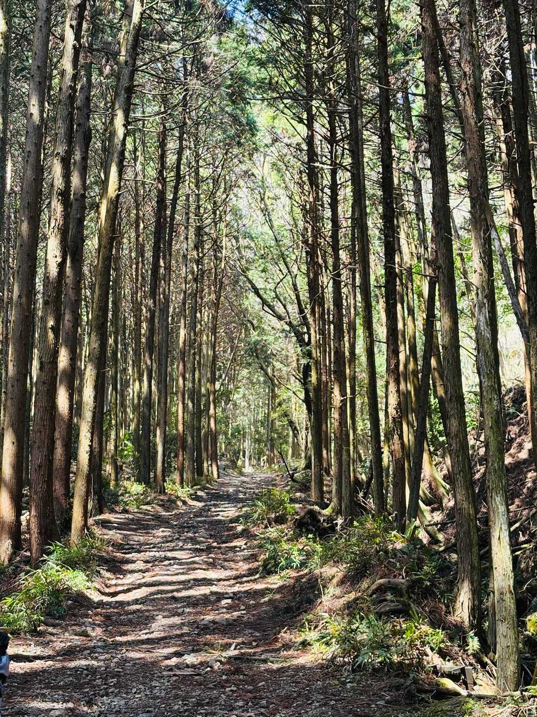 気持ちいいまっすぐな杉林を歩き🚶‍♀️‍➡️