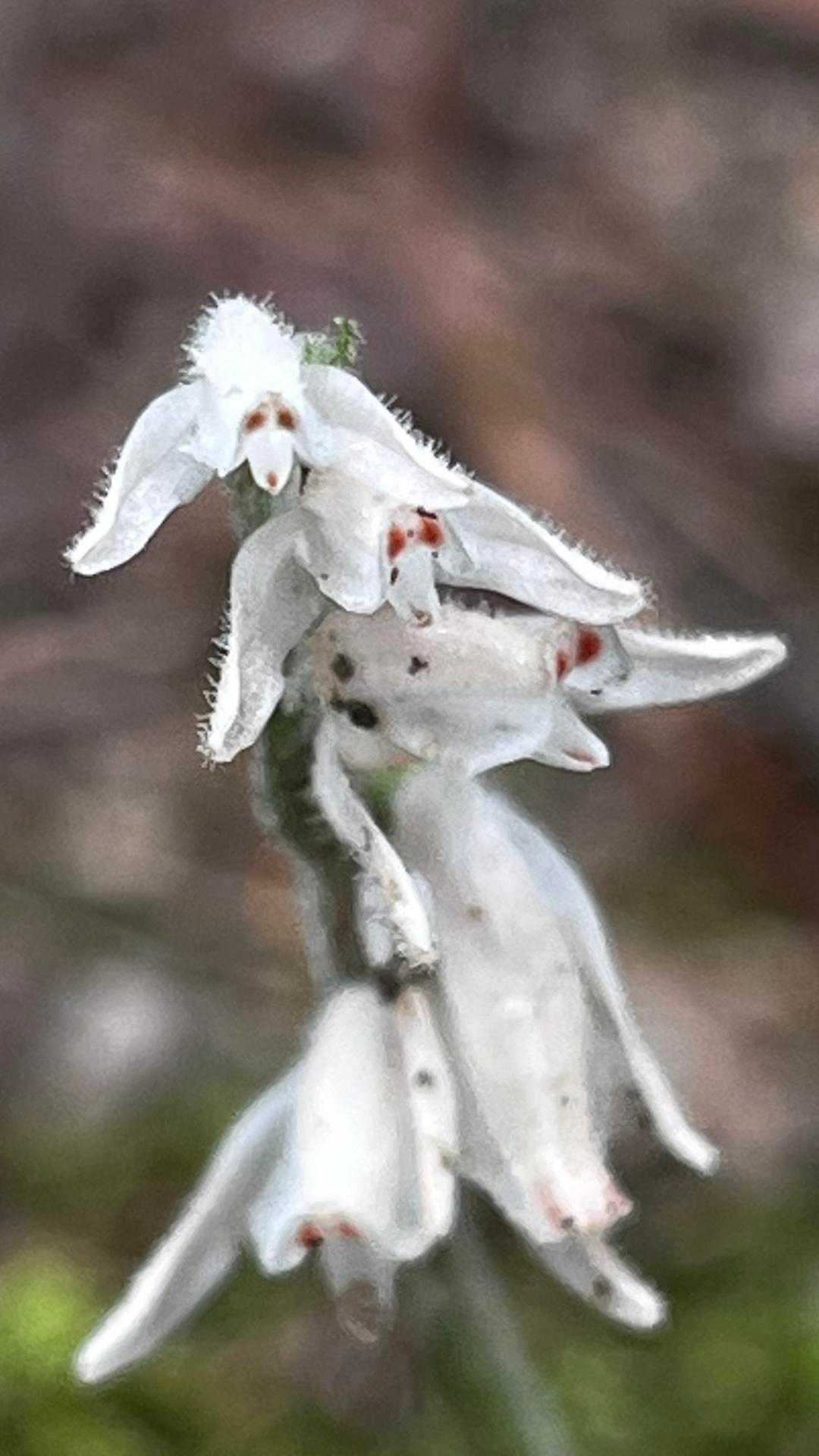 深山鶉（ミヤマウズラ）
下から連続して花開く姿は、まさに昇り小花。