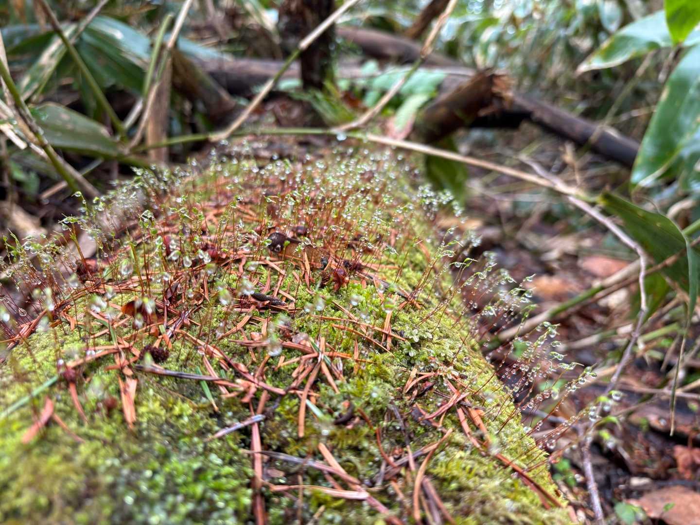 馬追の名水登山口-瀞台 周回コースの写真