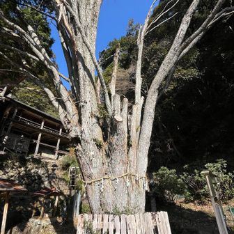 霊木千本桧
住職さんとご挨拶
先週の寒波で40cm程の積雪がありお寺周辺の倒木被害が酷く霊木千本桧も被害に🥺
登山道の倒木被害も同じく🥺
お寺周辺の整備が大変で、登山道まではなかなか出来ず…と伺いました。
感謝の気持ちでいっぱいです🥹
