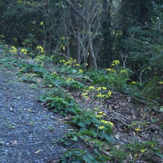 林道は一面のツワブキロード