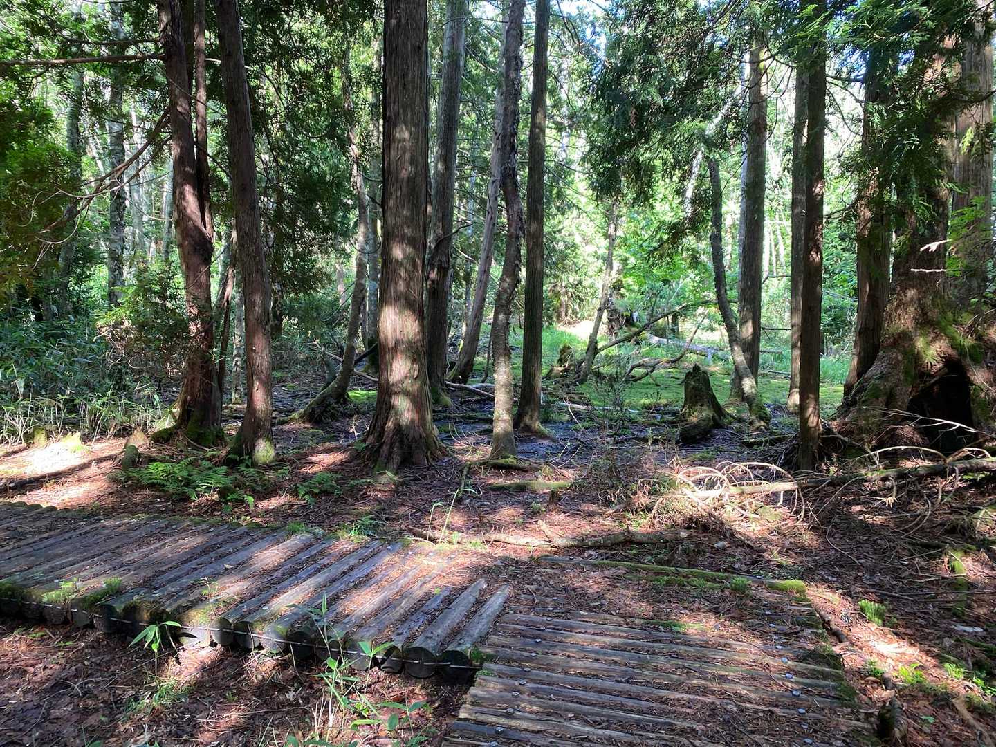 位山-川上岳 周回コースの写真