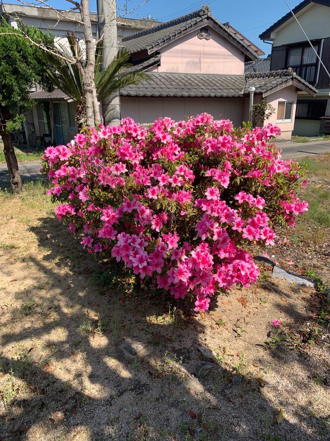 ツツジが満開