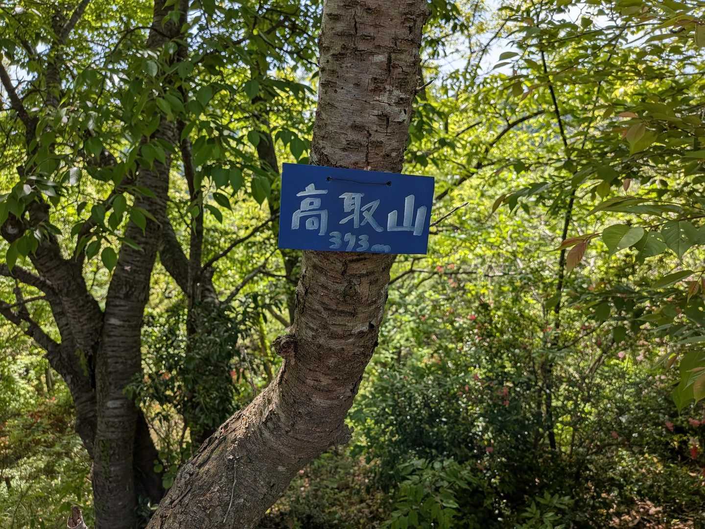 高取山 往復コースの写真
