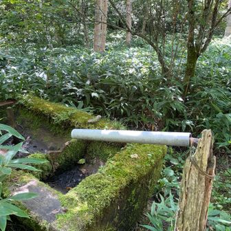 小屋目の前の水場は枯れてる