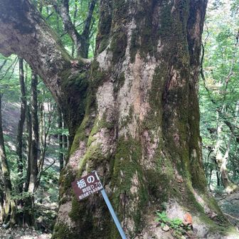 栃の巨木