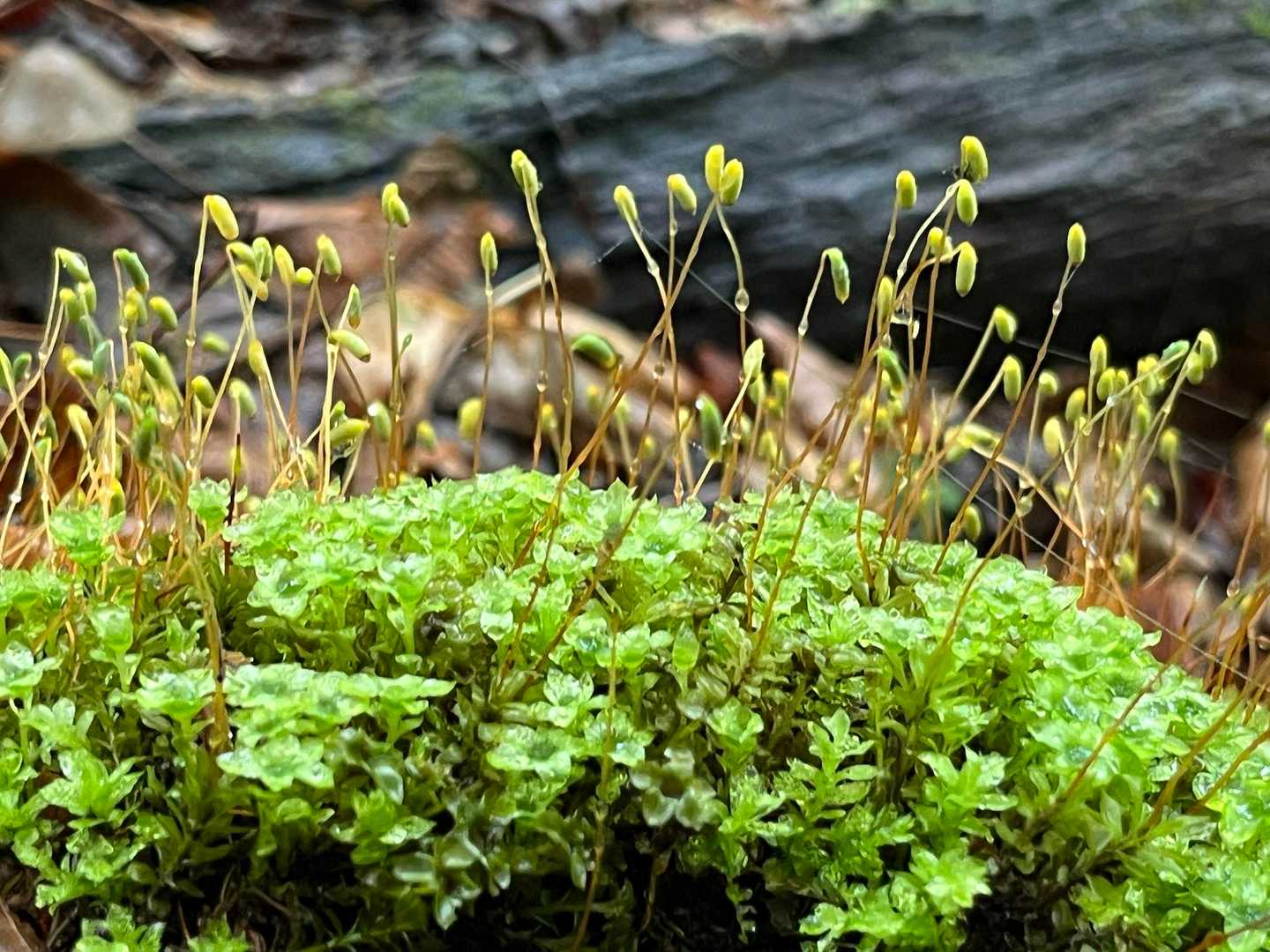 苔の接写