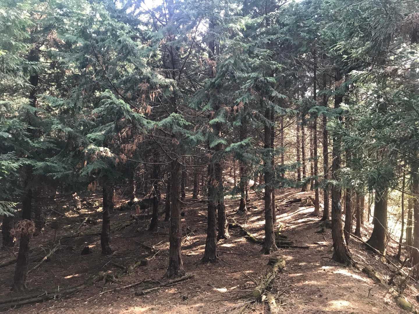 林道も並行してるのですが、往路は尾根歩きで。