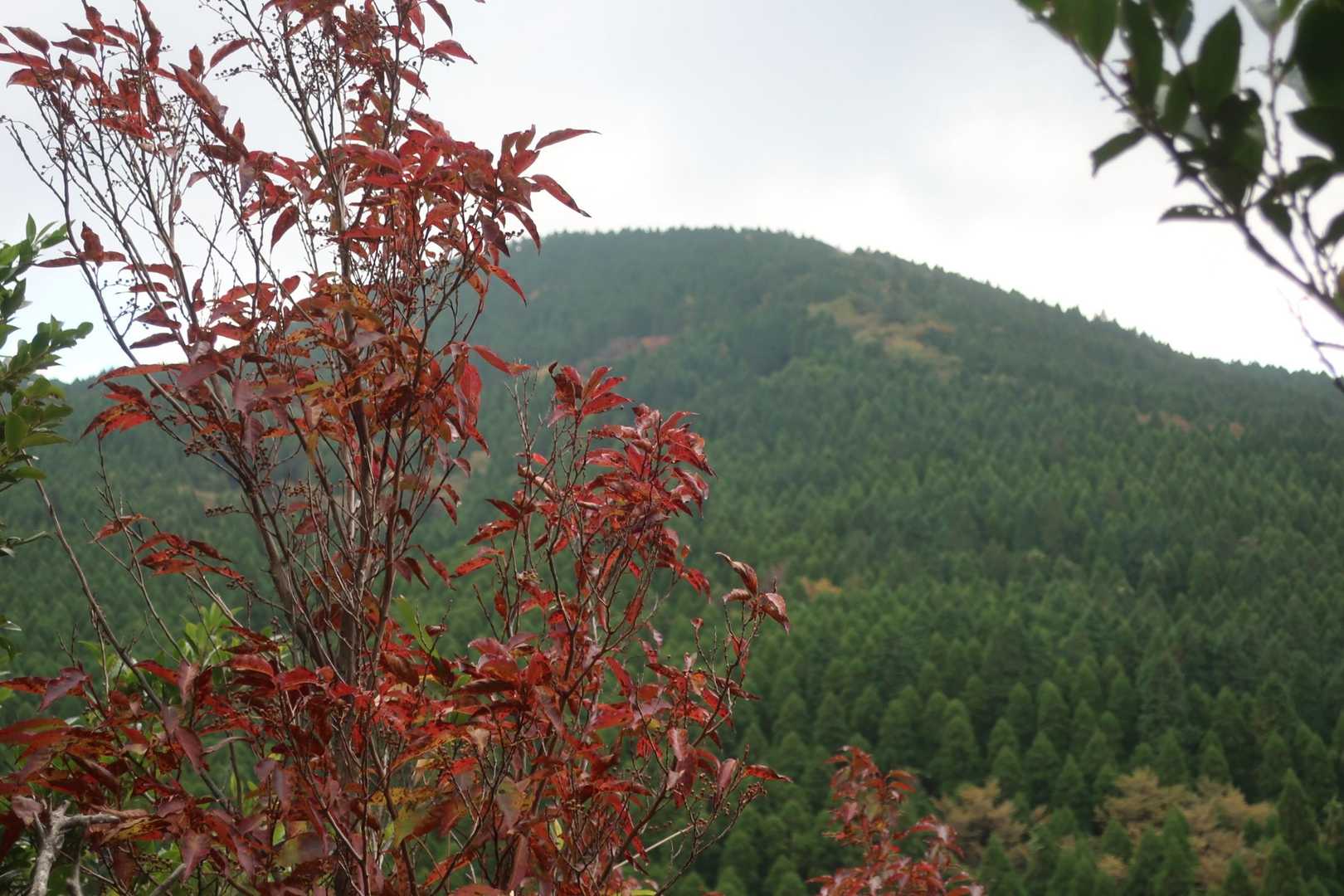 やっと山頂見えてきた