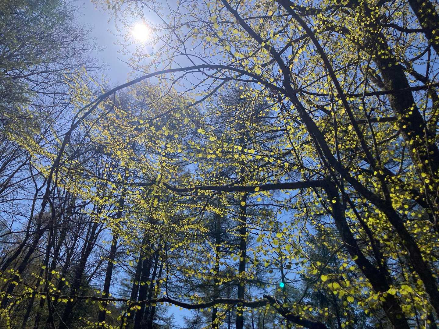 カツラの葉が陽に照らされて光ってます🌿✨