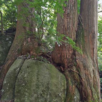 和合の岩
これ凄いです
完全に岩と木が一体化