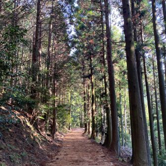 ウィニングウォークの林道。
きれいです。