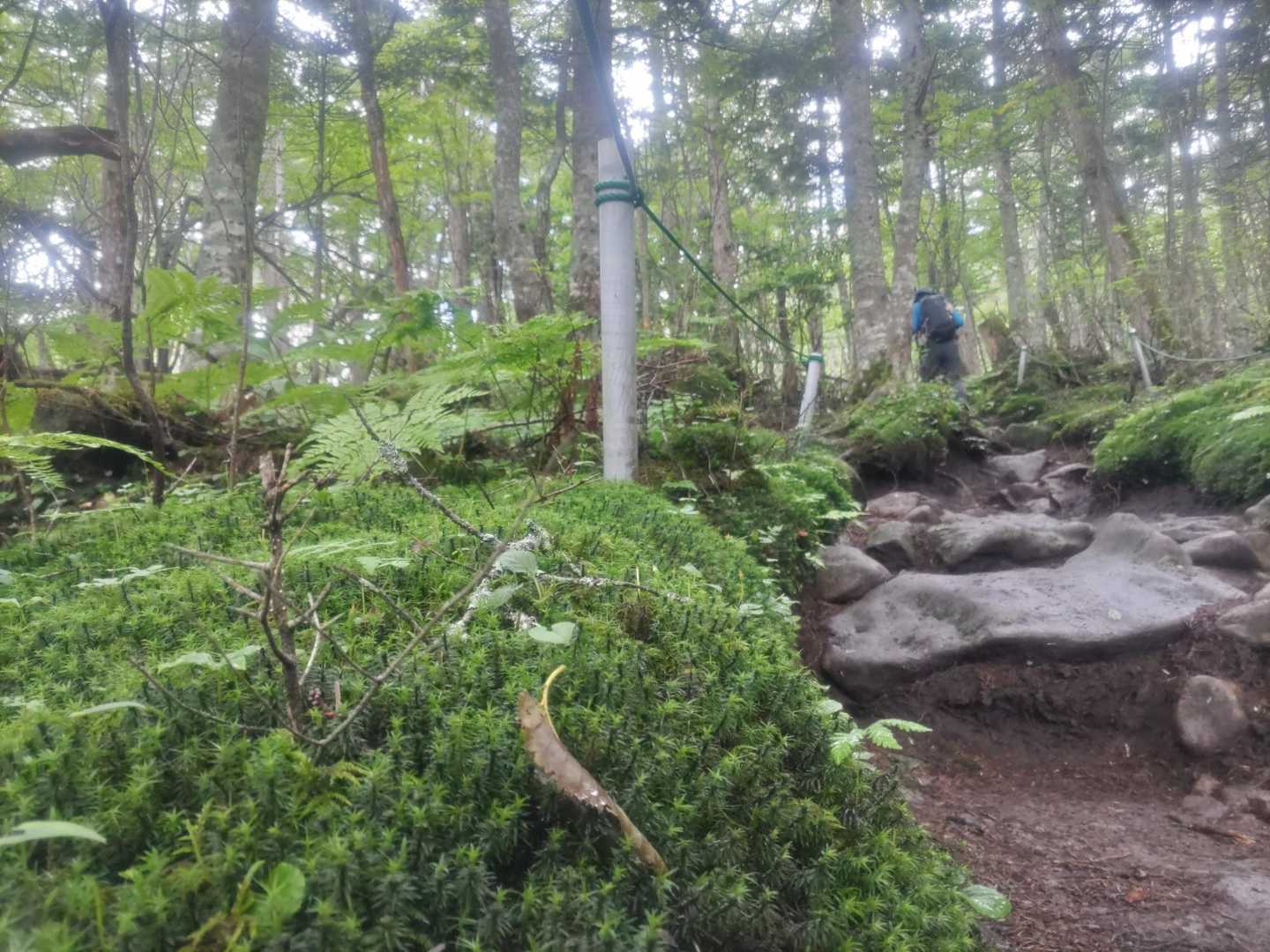苔の森に入ります。ミストたっぷり💧
おかしいですね🤔いくつも天気予報を見て、本日は晴れっていうから出てきたのに😅
霧にまかれています。