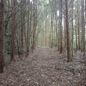 物足りないので苫尾山まで行こうと思ったけど、ちょっとの距離の間にタコ糸のようなクモの巣と牡蠣のような体の蜘蛛に次々やられて心が複雑骨折してズタズタになったので引き返す事にした。薄暗いし。
みんなどうやって通過してるんやろ？