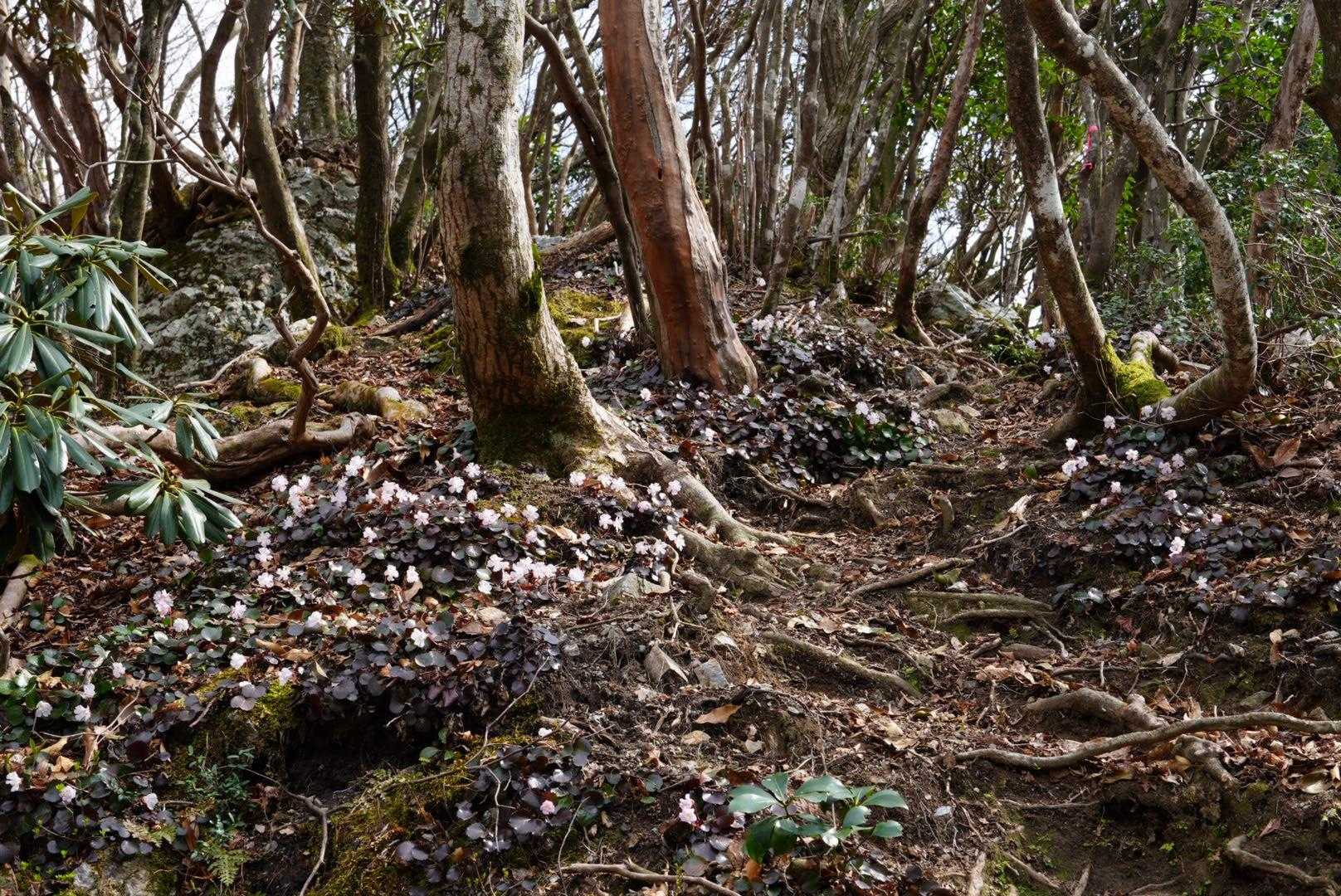イワウチワロードです🌸