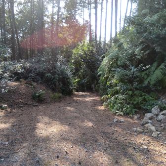 多分 此方に行くと この前 最初登ってきた林道に繋がるんだろうな..