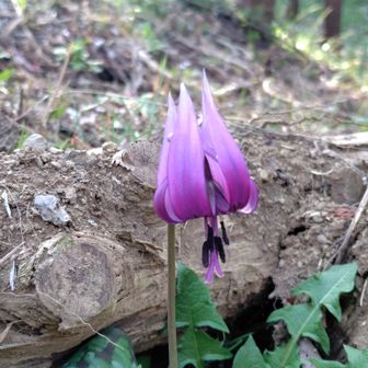 シュッとしています😊
ニリンソウもありました🤍