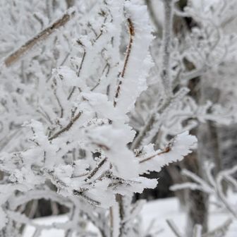 厚くなってきた霧氷