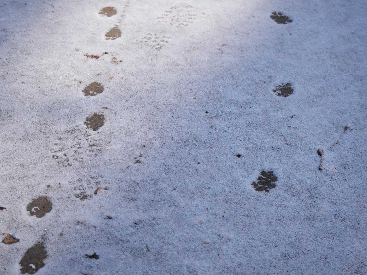 誰の足跡？