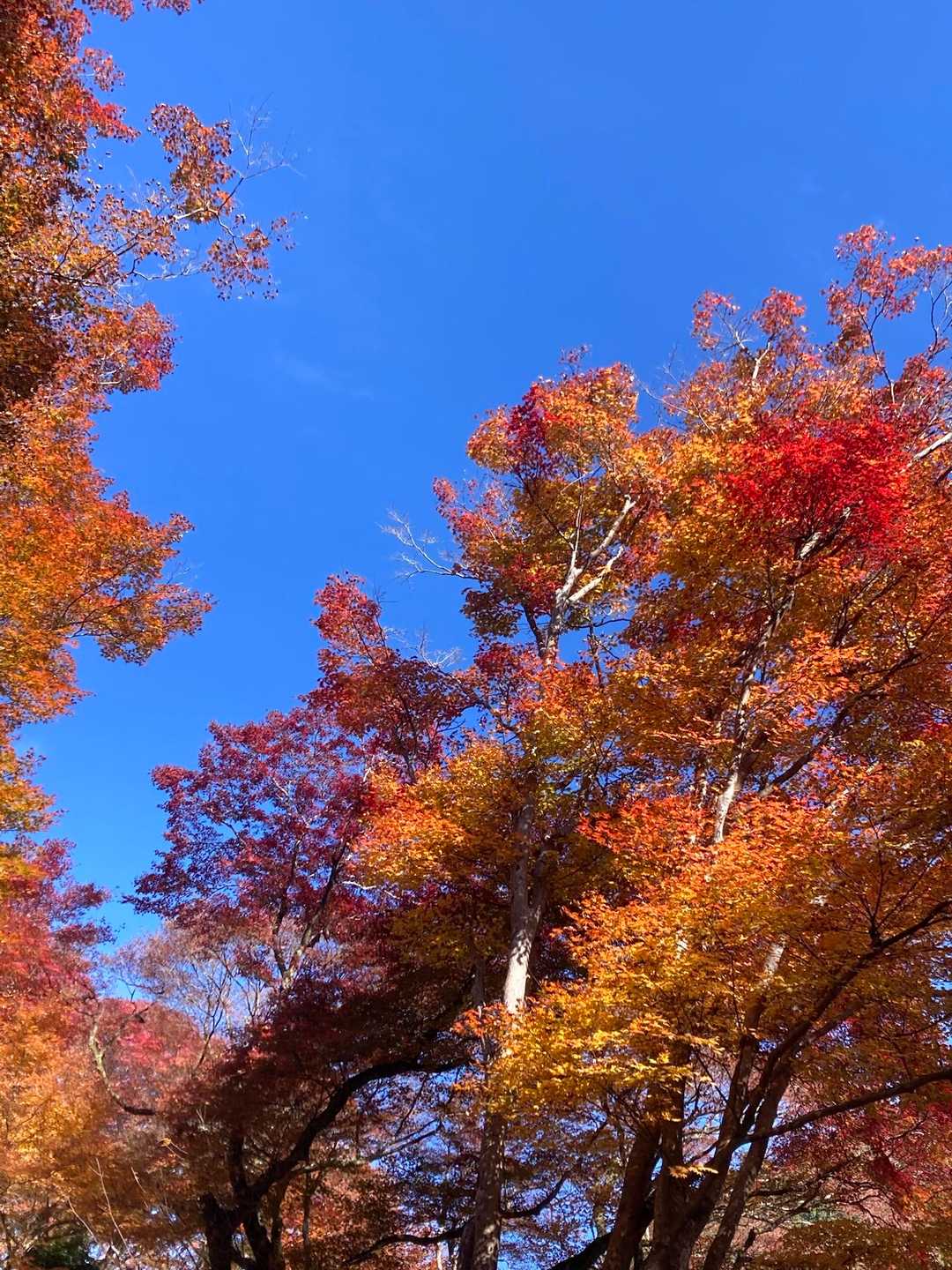 青空で映えます🍁