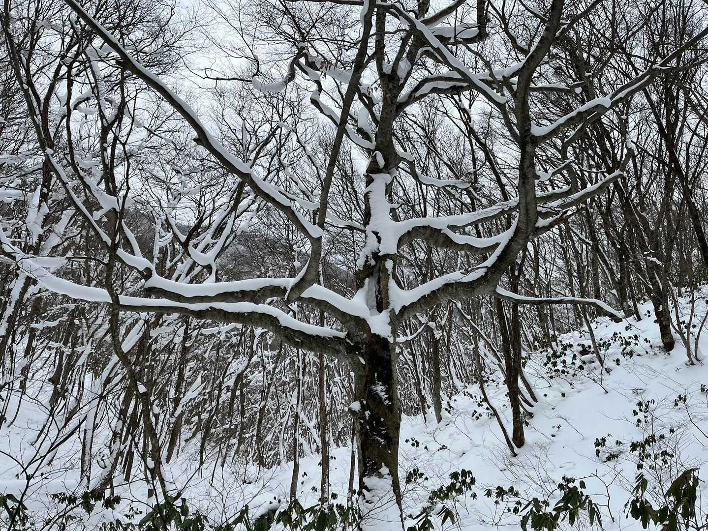 おお〜！！
存在感のある木だなぁ🤔
