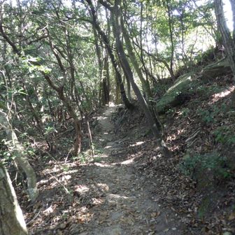 こちらのルートは樹林帯歩きなのかな？