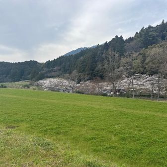 竜岩自然の家駐車場あたりは桜が三分咲き