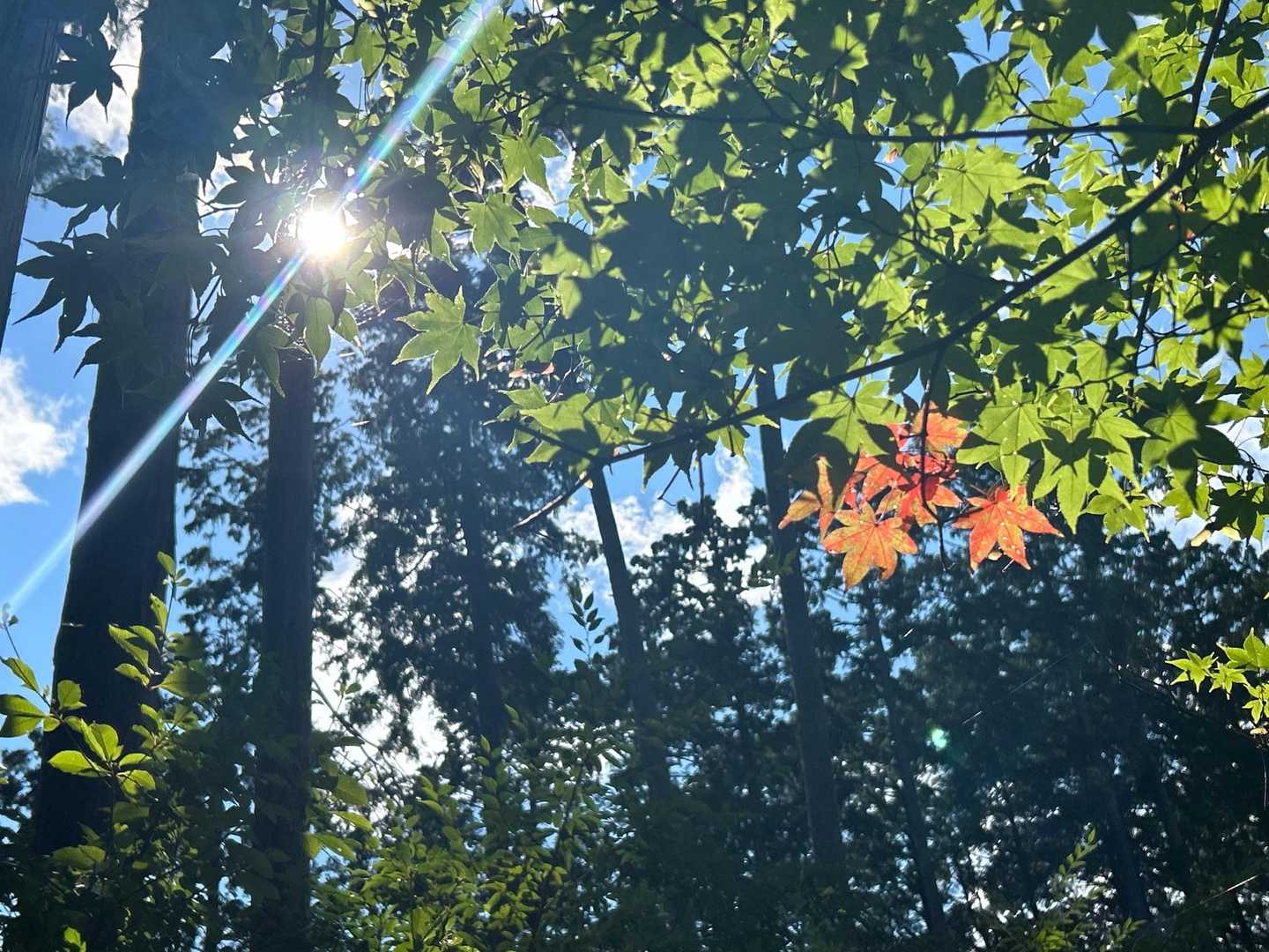 紅葉🍁のはじまり。。

いいね😊