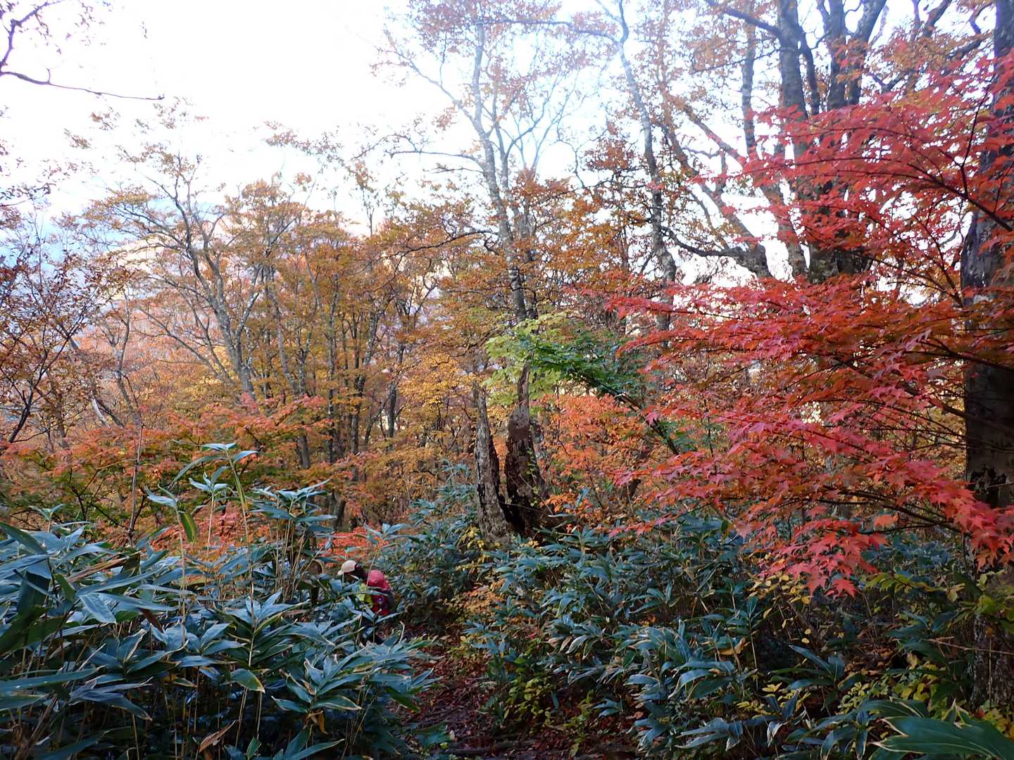 紅葉