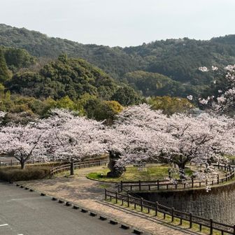 堪能しまくる🌸