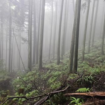 ニホンジカが目の前を通りました