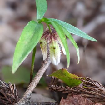 下りてきたらようやく会えました