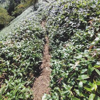 
丸石からの次郎笈のトラバース
熊笹が茂りすぎて、足下がが見えず
滑り落ちそうな箇所がいくつかありました
ご注意下さい