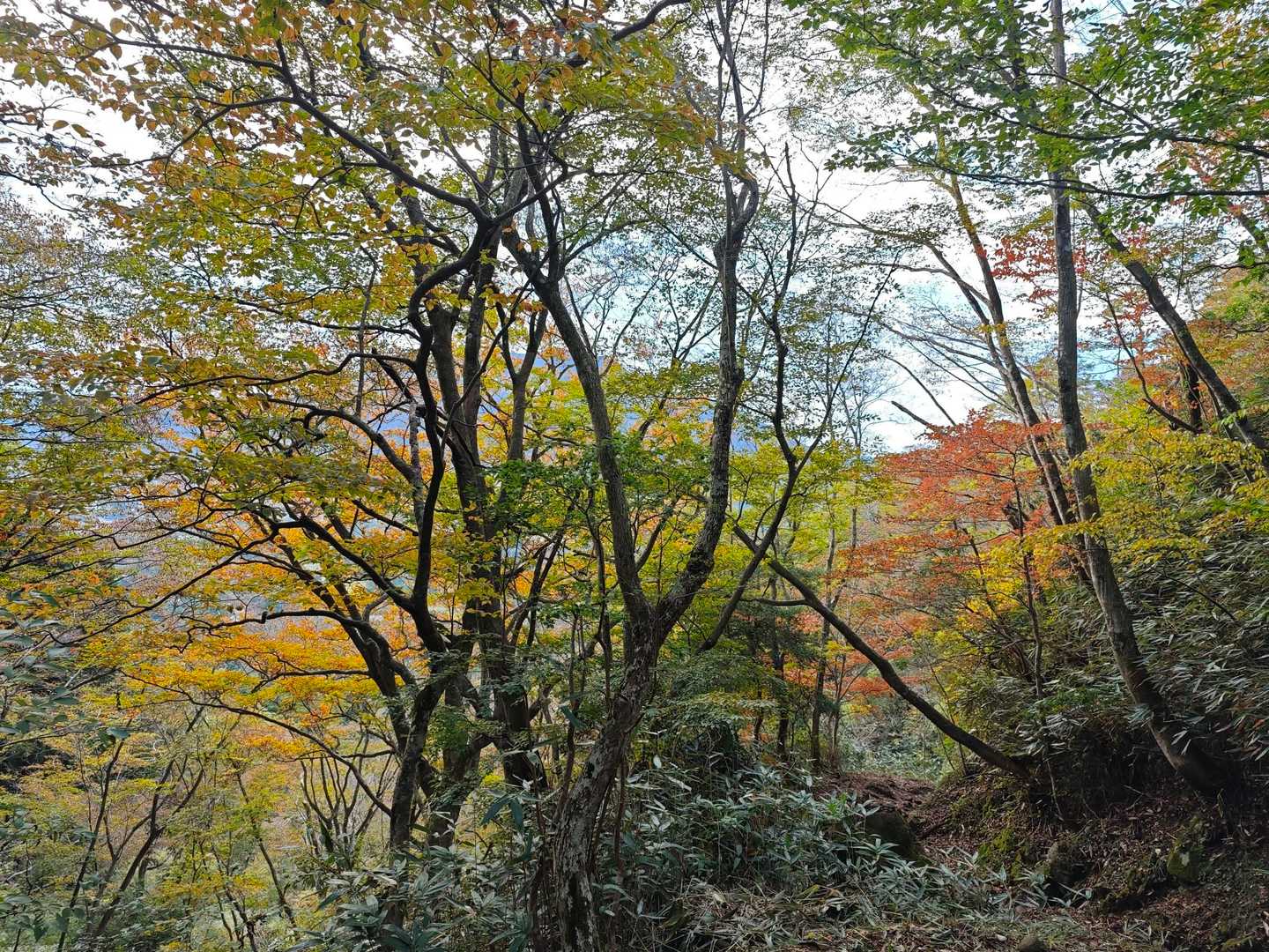 紅葉を眺めながら歩きます🍂