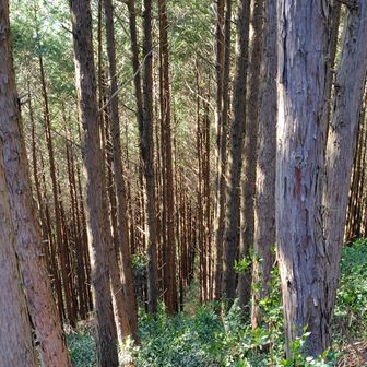 祇園岳、
”人生の並木道”
まっすぐ