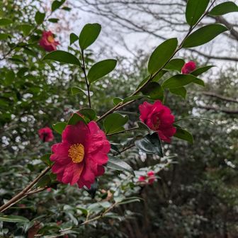 殺風景な十文字山の山頂に今年もたくさんサザンカが咲いていました