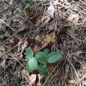 ミヤマウズラ発見😃花芽なし😥