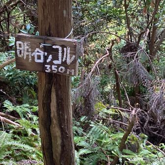 明谷のコル350mの標識から、明谷梅林へ降ります