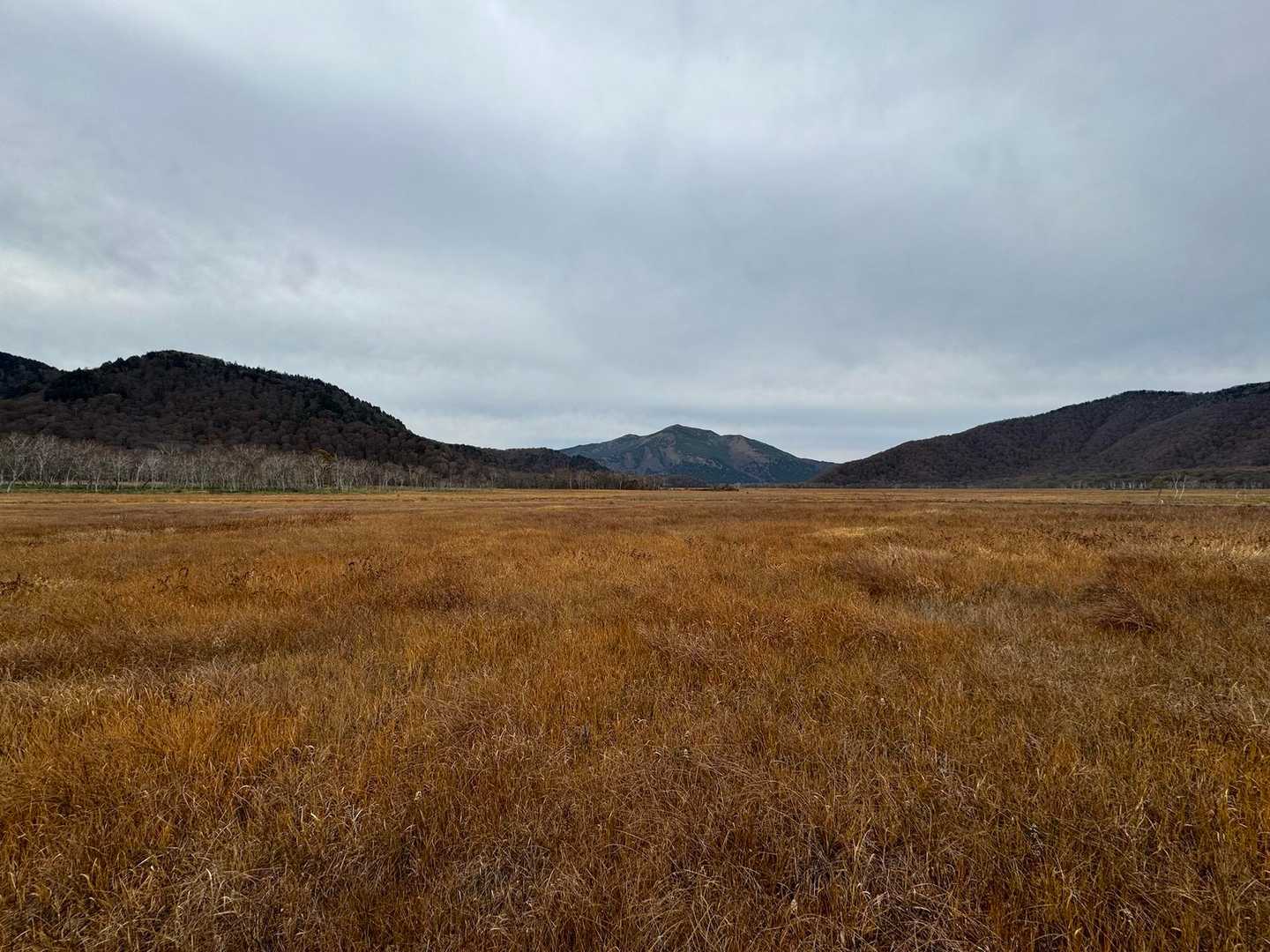 黄金色の大湿原🌾
