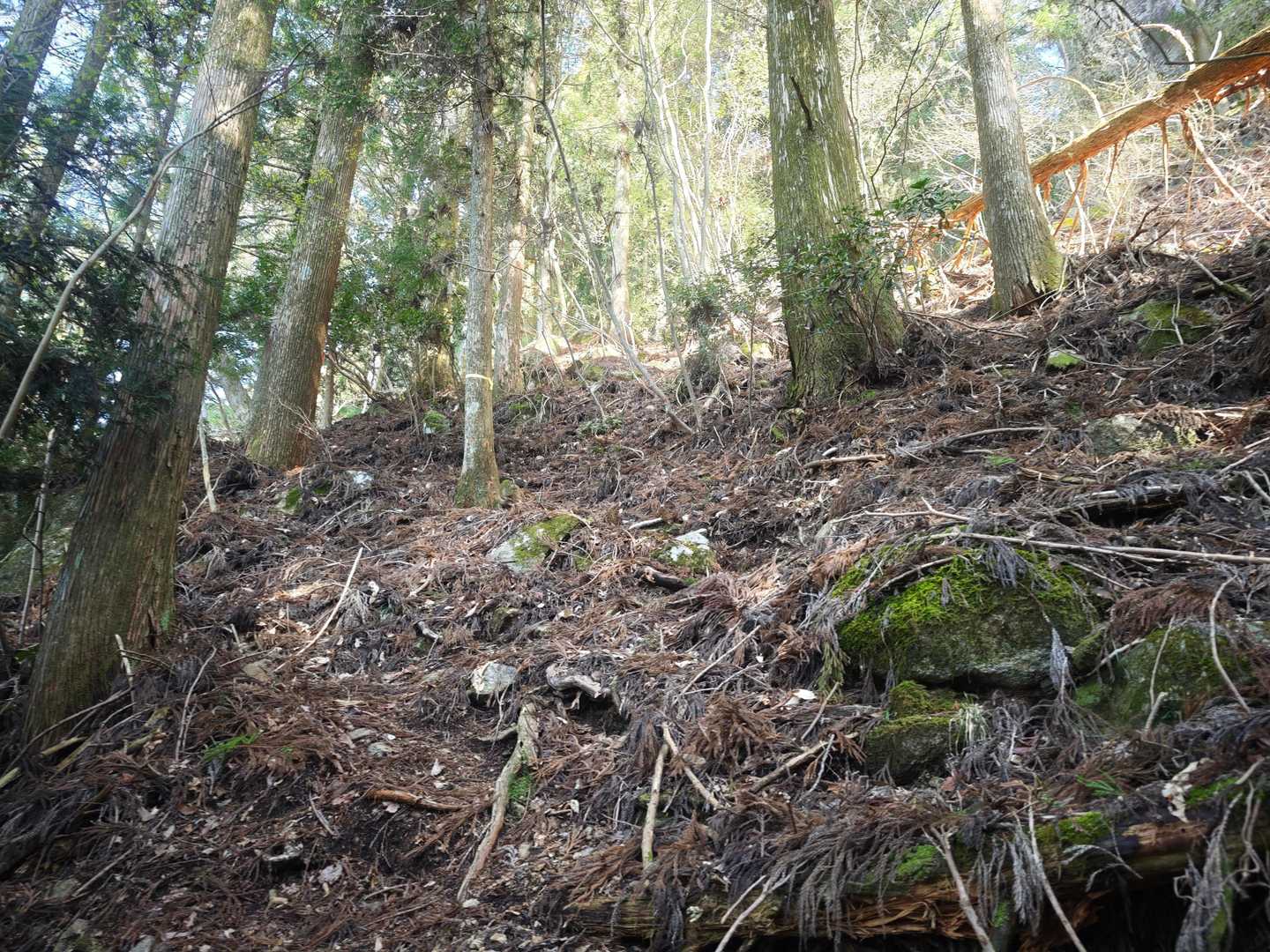 平山明神山 往復コースの写真