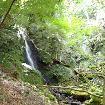 ワサビ大滝