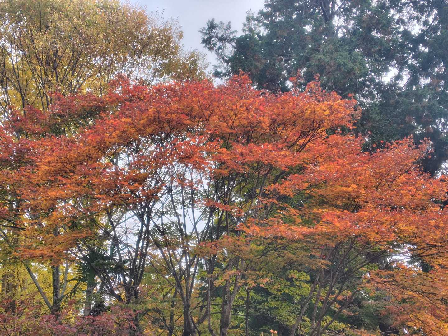 境内は🍁に彩られていとおかし👍