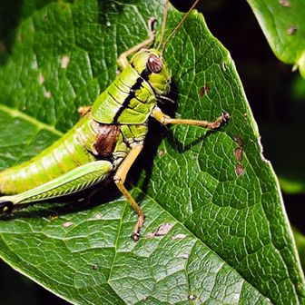 フキバッタ🦗　助けてくれ~と言ってます