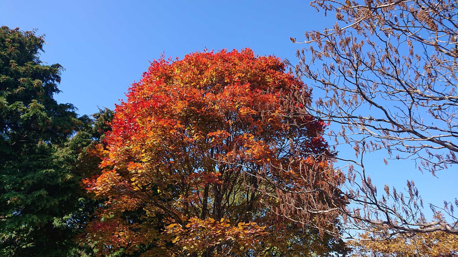 頂上にあった、イケテる紅葉🍁