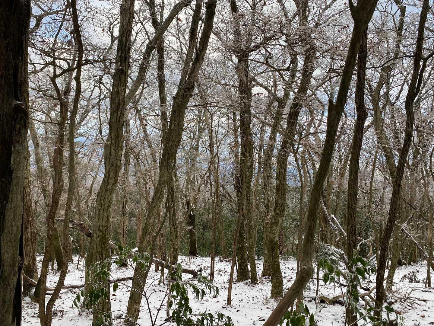 白鳥山-六観音堂 往復コースの写真