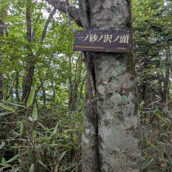 ⑦🚩一ノ砂ノ沢ノ頭に登頂です🙌ヽ(=´▽`=)ﾉ
うっかりピークを見逃す所でした😅慌てて写しました😂