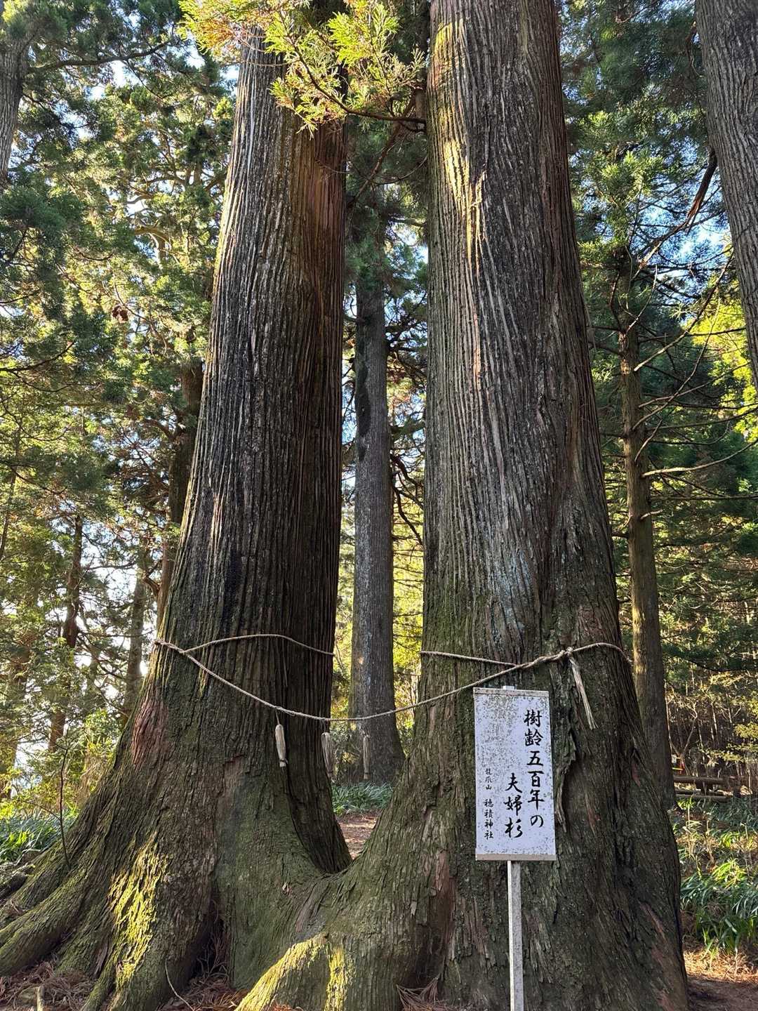 平山口-穂積神社登山口-穂積神社-竜爪山-竜爪山-平山口 周回コースの写真