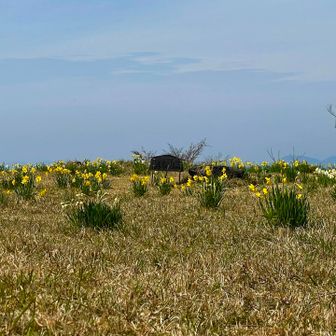 水仙の🌼に癒されて、福知山へgo!