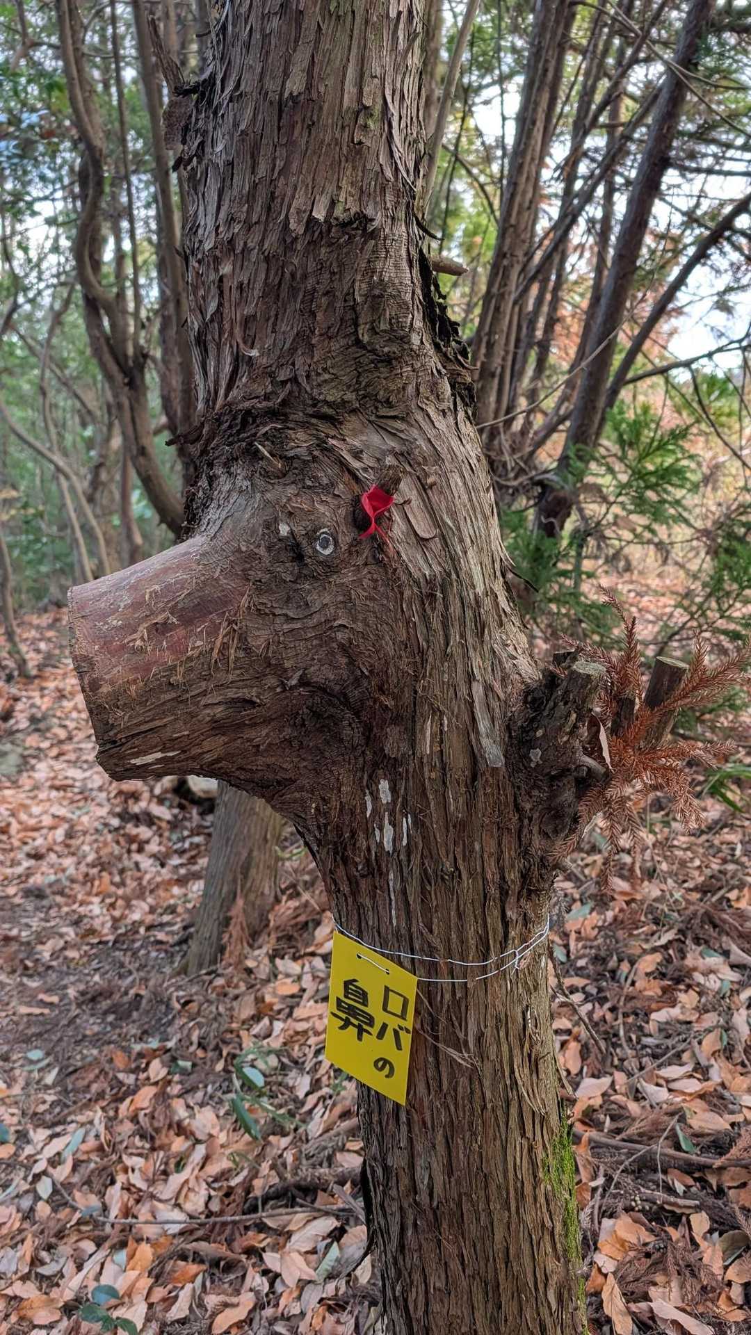 耳鼻短ロバからロバの鼻に改名してあるな。