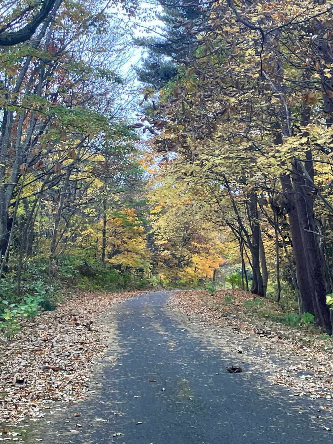 まずは登山口まで道路歩き🚶